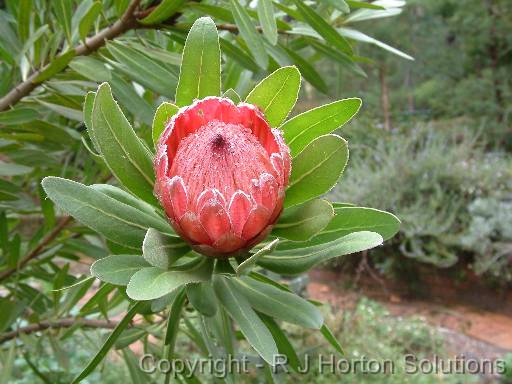 Protea nerifolia 